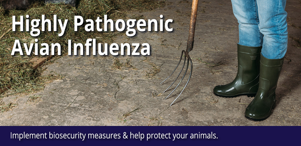 Highly Pathogenic Avian Influenza. Implement biosecurity measures & help protect your animals.