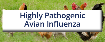 Avian Influenza 2022