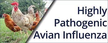 Avian Influenza 2022