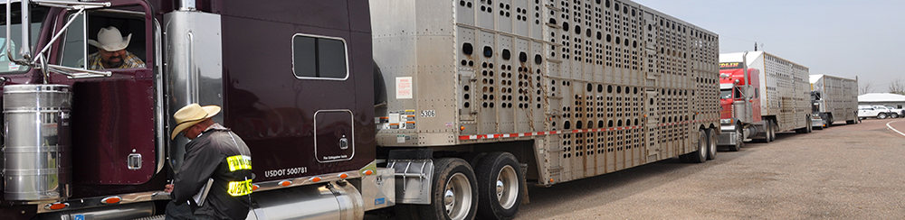 Trucks for moving animals parked in a line.