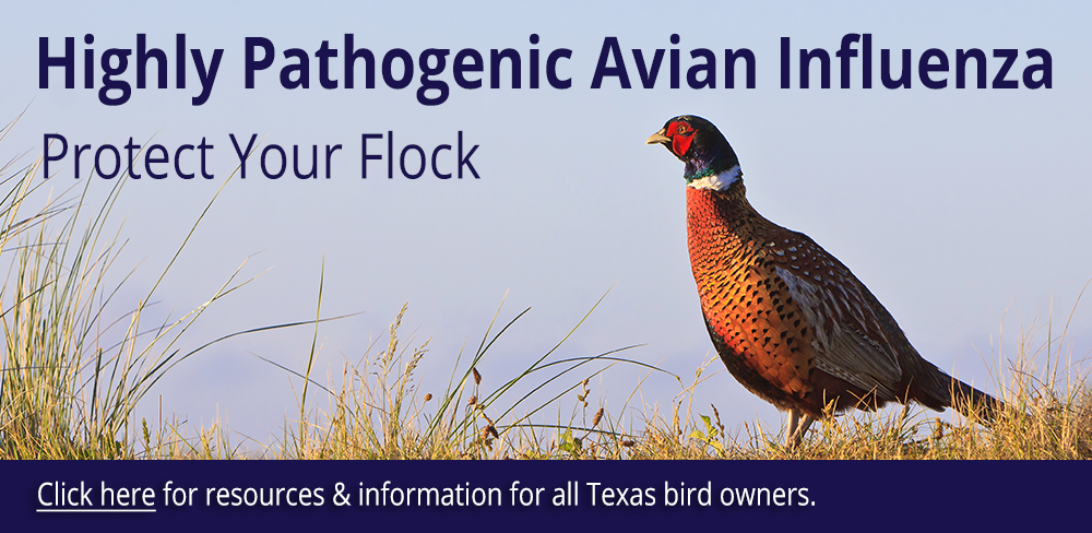 Click here for highly pathogenic avian influenza resources and biosecurity tips.