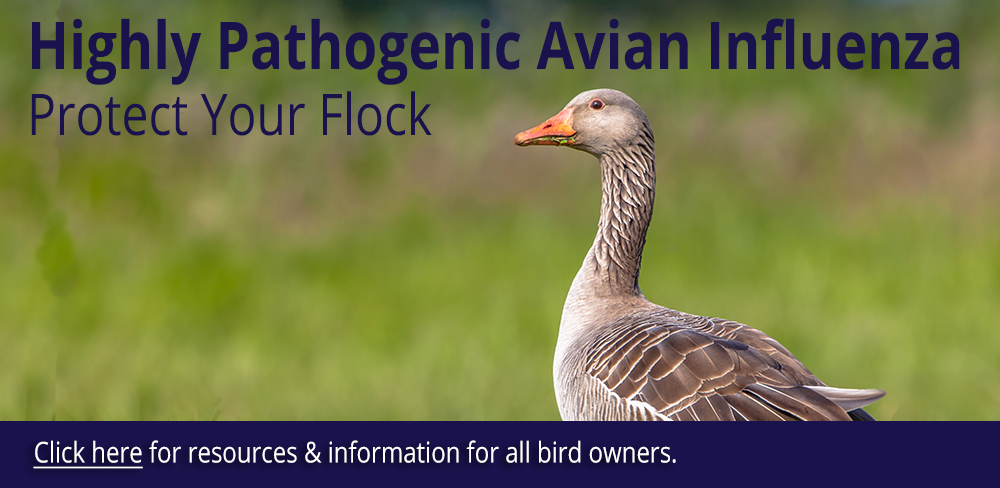 Highly Pathogenic Avian Influenza. Click for resources and information for all bird owners.