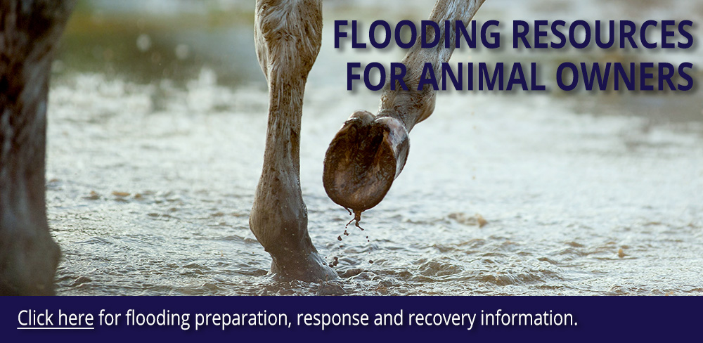 Flooding resources for animal owners. Click here.