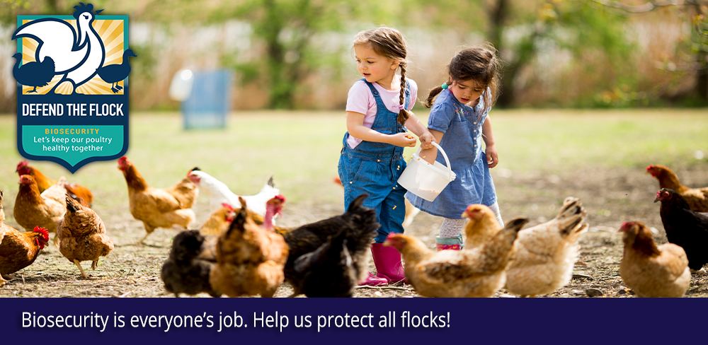 Click here for poultry disease threats and prevention tips.