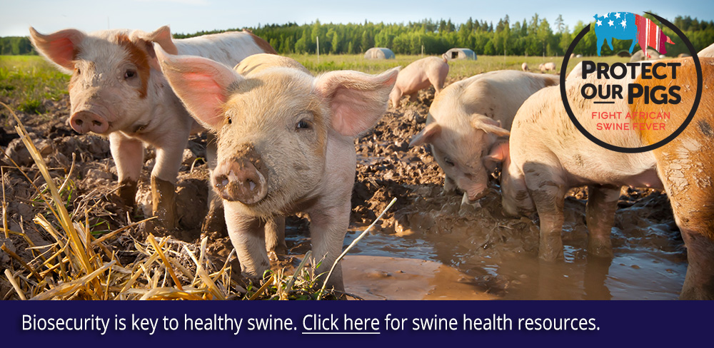 Protect our pigs. Biosecurity is key to healthy swine. Click here for swine health resources.