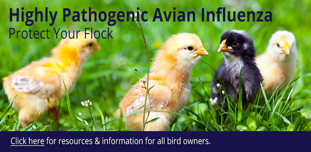 Highly Pathogenic Avian Influenza. Click here for resources and information for all bird owners.